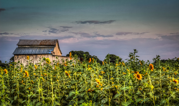 Sunflower Barn
