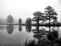 Foggy Pond